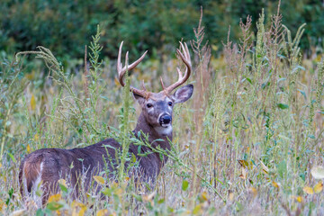 White-tailed Buck (Odocoileus virginianus) in a weedy field during autumn. Selective focus, background and foreground blur
