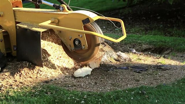 Stump grinding , removal