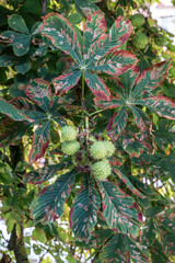 Spiky chestnuts on a big tree with big green and red leaves