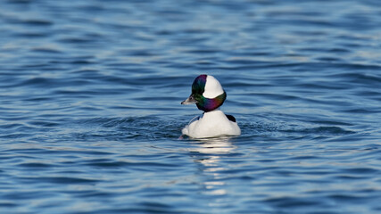 Male Bufflehead Duck in the water