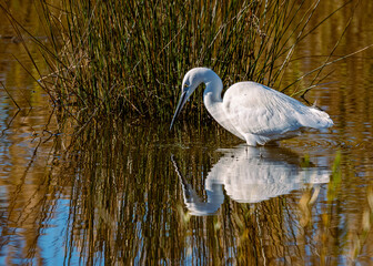 garzetta (egretta garzetta) in caccia nella palude di torre flavia