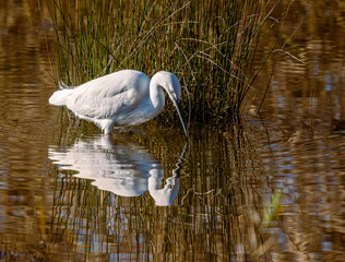 garzetta (egretta garzetta) in caccia nella palude di torre flavia