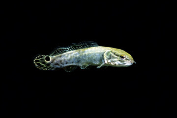 アミア　幼魚　黒バック
