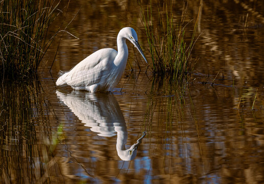 garzetta (egretta garzetta) in caccia nella palude di torre flavia
