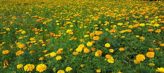 Banner    Feld mit gelben Tagetes