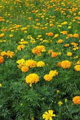 Feld mit gelben Tagetes
