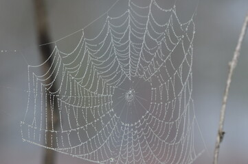 Spider web morning dew