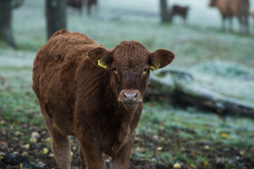 Cow on a wintry pasture