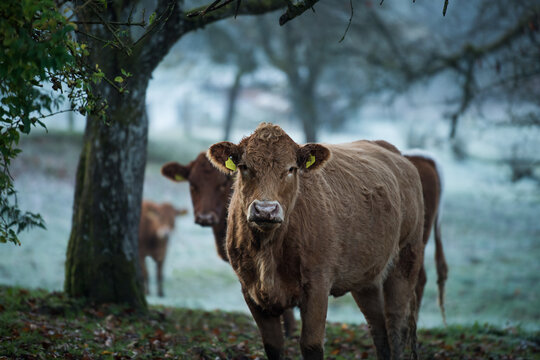 Cow on a wintry pasture