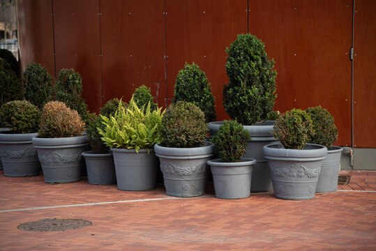 Tiestos grandes y grises con setos de distintos verdes. 