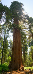 Fototapeta premium Giant sequoia tree in California, towering above normal trees