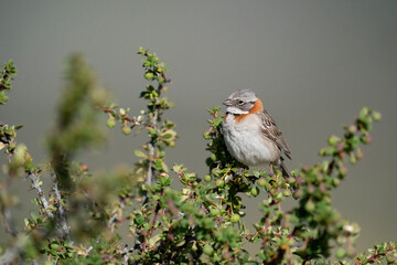The Rufous‐collared Sparrow (Zonotrichia capensis)