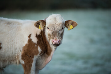 Cow on a wintry pasture
