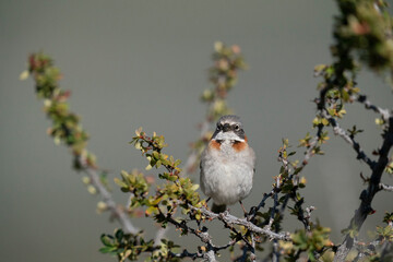 The Rufous‐collared Sparrow (Zonotrichia capensis)