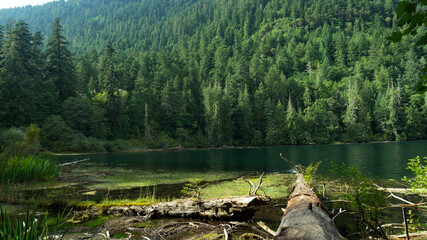 Lake outside of Cathedral Grove on Vnacouver Island