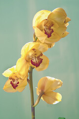 Yellow Orchid Cimbidio