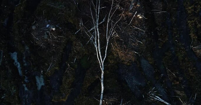 A rising aerial of a fallen Birch tree on a fresh muddy clear-cut area in Estonia during autumn, Northern Europe.	