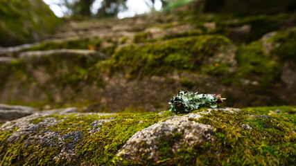 A close up shot of some moss growing on a stone staircase