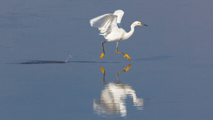 Egret Walking On Water 