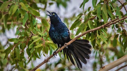 Blackbird Singing on a branch