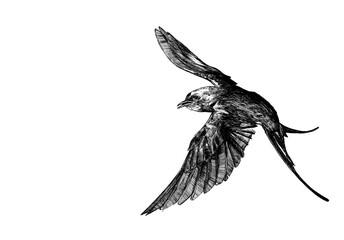 An ink drawing of a swallow in flight