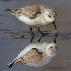 Sandpiper Reflected 