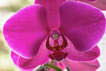 Naklejka na ściany i meble Orchid Phalaenopsis hybridum, Brasilia, Brazil.