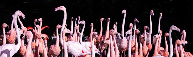 Flamingos on Black