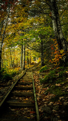 Obraz premium A hiking trail through in Cape Breton Highlands national park during Autumn