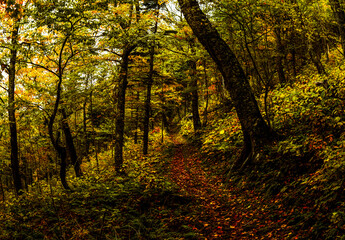 Obraz premium A hiking trail through in Cape Breton Highlands national park during Autumn