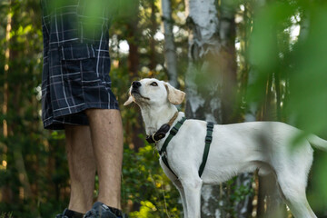 Hund schaut hoch zu Herrchen