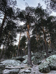 Fototapeta premium snowy trees in the mountains of Madrid