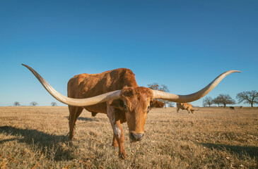 Texas Longhorn grazing in the winter pasture. Bright blue sky with copy space. - 402367029