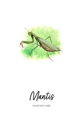 Mantis card watercolor illustration on watercolor splash background