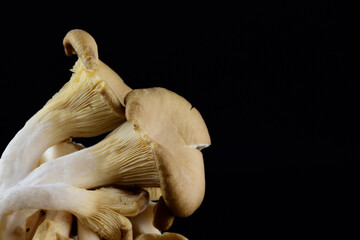 Fototapeta premium Close up of fresh oyster mushrooms protruding into the picture from the side against a dark background