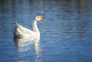 Chinese Goose also known as Swan Goose (Anser cygnoides) swimming in the lake
