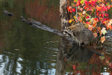 Raccoons (Procyon lotor) Look Out Side by Side on Log Reflected in Water Autumn