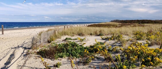 Naklejka premium Flowers and vegetation by the beach