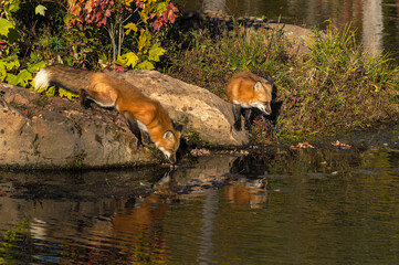 Red Foxes (Vulpes vulpes) at Edge of Pond Reflected Autumn