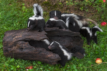 Striped Skunk (Mephitis mephitis) Doe Grabs at Kit as Family Climbs on Log Summer
