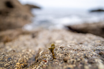 Beautiful Algae with blurry background