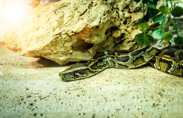 Brown snake in terrarium.