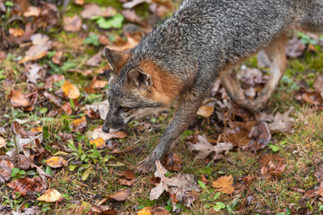 Grey Fox (Urocyon cinereoargenteus) Steps Left Along Ground Autumn