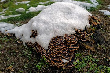 Wild mushrooms covered with snow
