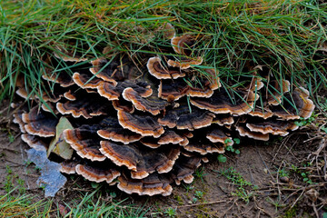 Shell mushrooms around the base of an old cut tree