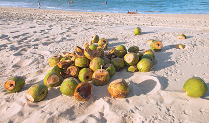 Used coconuts at Cumbuco Beach, Fortaleza, CE, Brazil