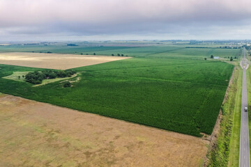 Fototapeta na wymiar Corn cultivation field, Buenos Aires Province, Argentina.