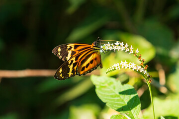 Isabellas Heliconian on a Tropical Flower
