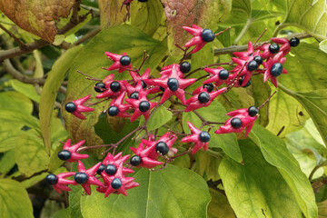 berries of harlequin glorybower