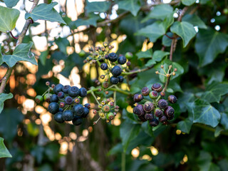 detail of the fruits of the ivy (Hedera helix) with blurred background